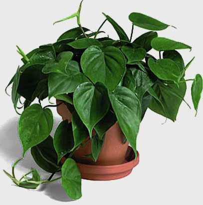 Неприхотливые комнатные растения ,которые вы точно сможете вырастить - ТОП 9