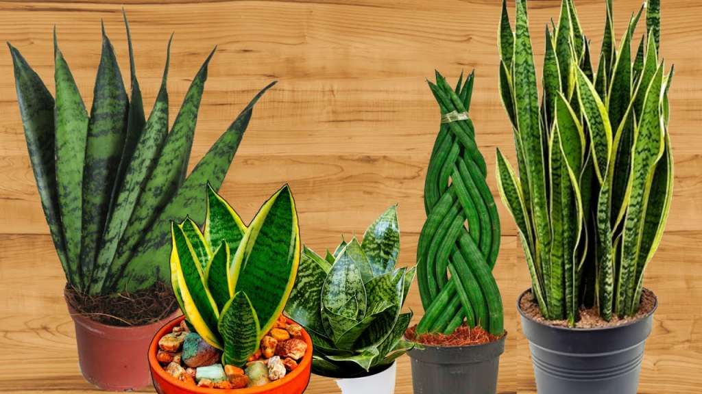 Неприхотливые комнатные растения ,которые вы точно сможете вырастить - ТОП 9