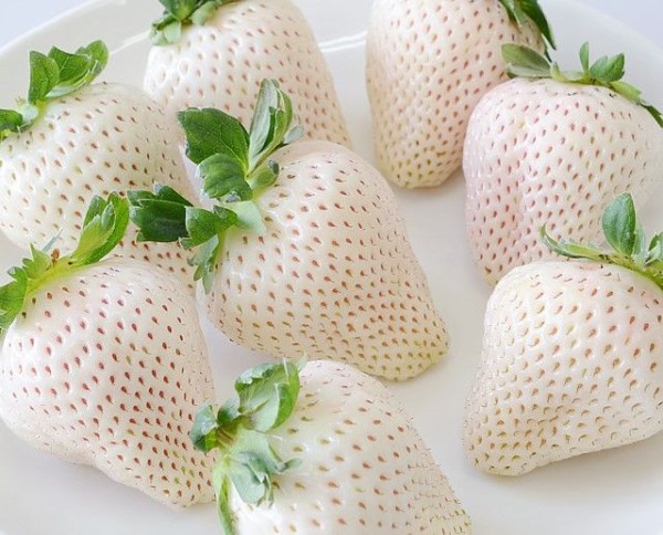 ТОП 4 лучших сорта белой клубники - самые вкусные ягодные альбиносы