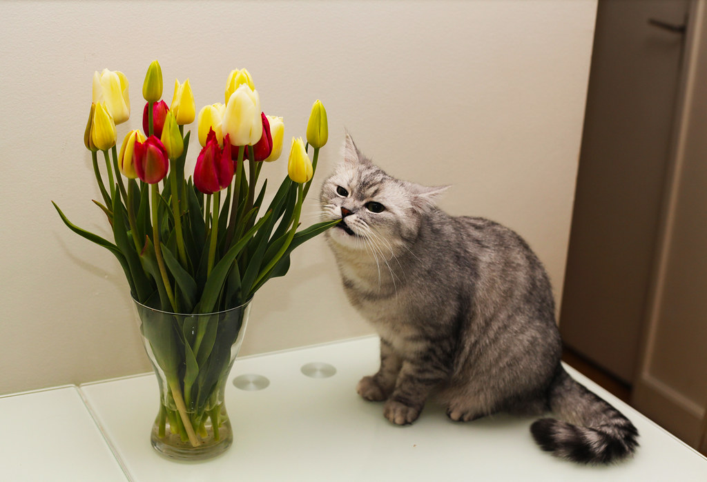 Сохранить тюльпаны в вазе на дольше - 6 простых советов!