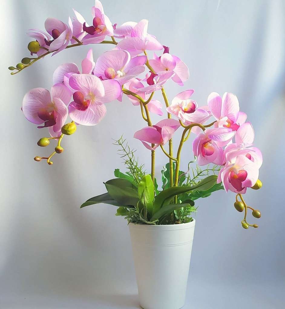 Орхидея - магическое комнатное растение - это стоит знать!