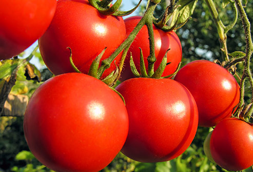 На каком расстоянии сажать помидоры? Комфортное соседство для томатов