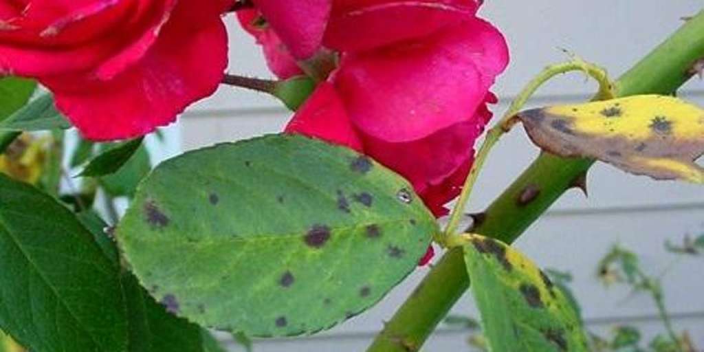 Черные пятна на розах - опасно ли? Чем лечить листочки - 4 проверенных средства