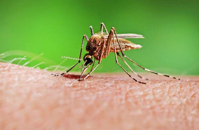 11 простых способов избавиться от укусов комара