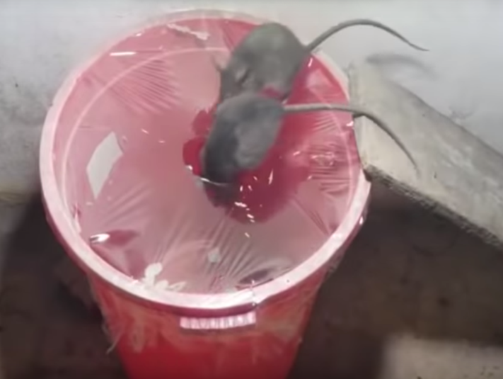 Ловушка для крыс и мышей из ведра – 2 самые простые!