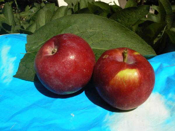 Самые вкусные летние сорта яблок – ТОП-5 вкуснейших