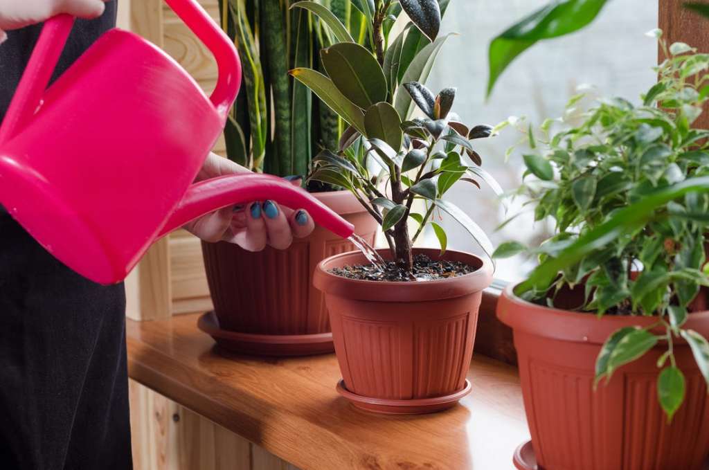 Как понять, что пора поливать домашние растения?
