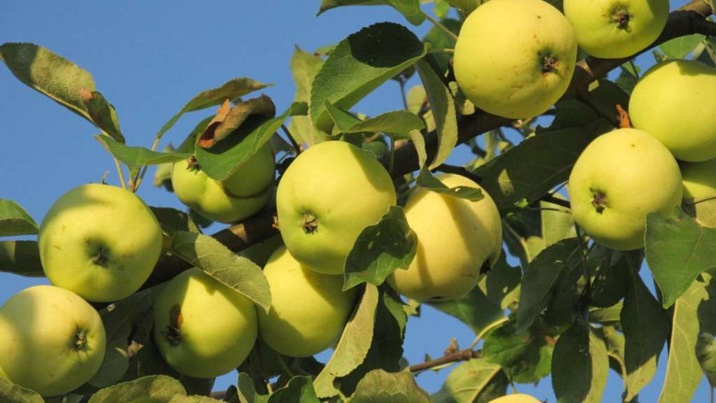 Самые вкусные летние сорта яблок – ТОП-5 вкуснейших