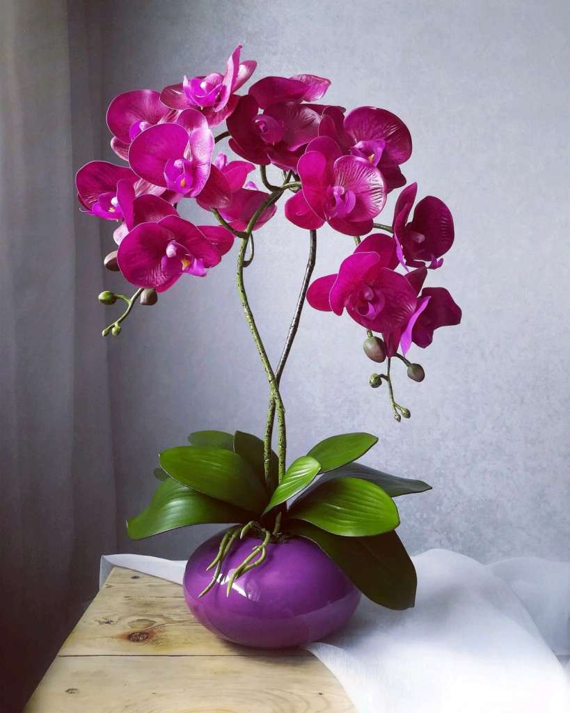 Орхидея в домашних условиях в воде