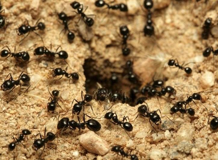 Как избавиться от муравьев в огороде навсегда? Кто бы знал, что это так просто