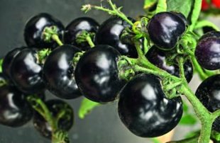 Черная гроздь - Сорта черных томатов для открытого грунта – ТОП 5 вкусных