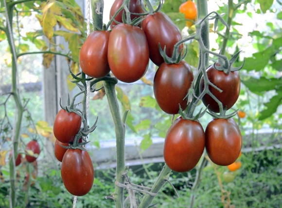 Черный Мавр - Сорта черных томатов для открытого грунта – ТОП 5 вкусных