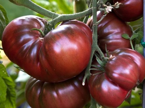 Черный принц - Сорта черных томатов для открытого грунта – ТОП 5 вкусных