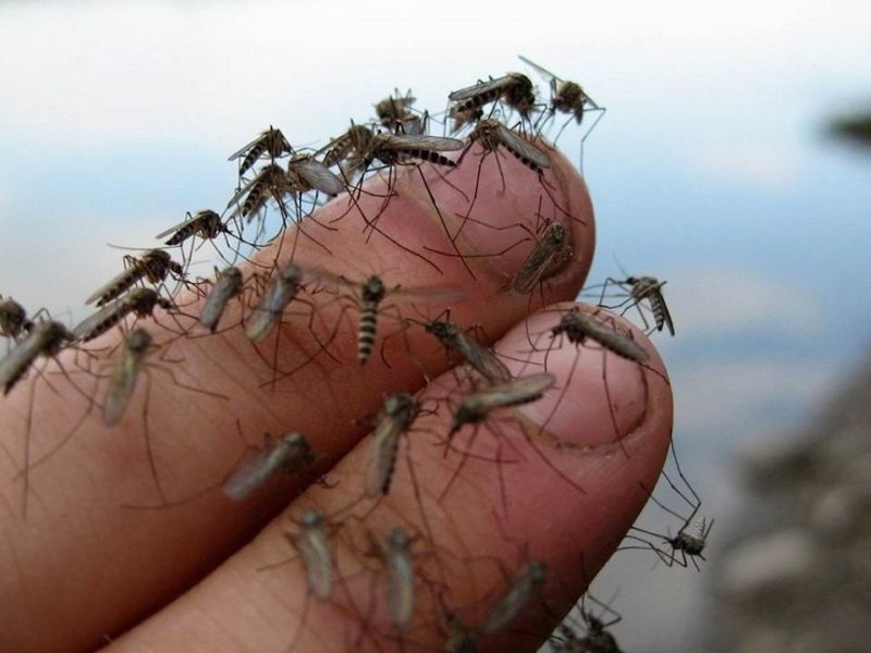 Почему комары кусают одних людей больше, а других меньше? – 7 причин