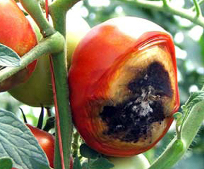 Почему помидоры гниют снизу? А главное как быть и что делать?