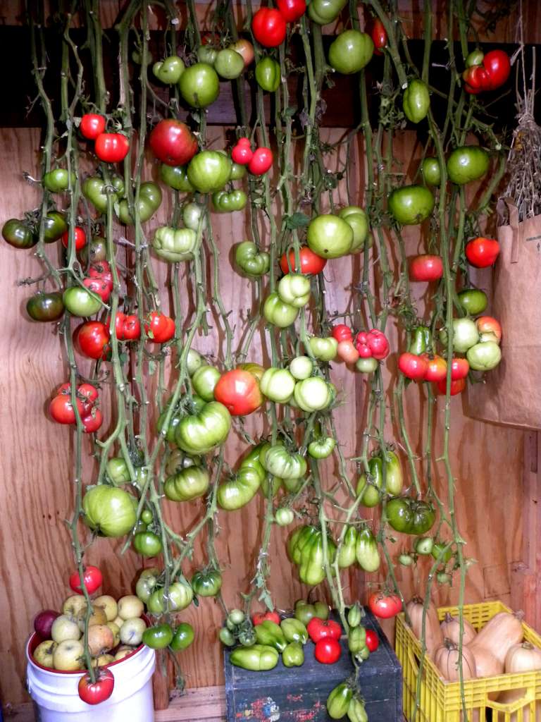 Как дозреть помидоры дома? – 4 простых способа