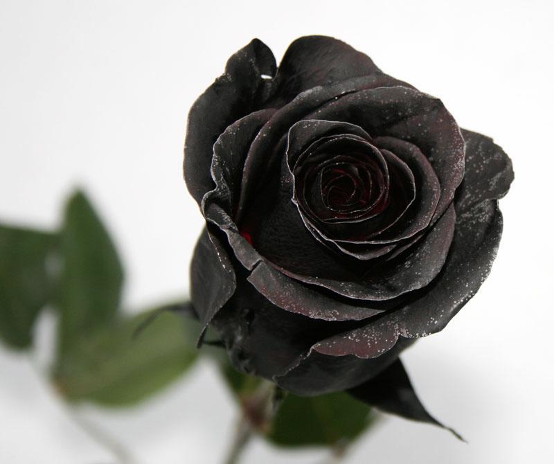 11 интересных фактов о розах, которые мало кто знает🌹