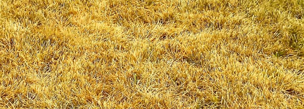 Почему желтеет газон? – 4 главных причины и их решения