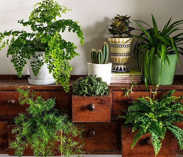 Самые живучие комнатные растения – 8 растений, которые невозможно убить (почти)