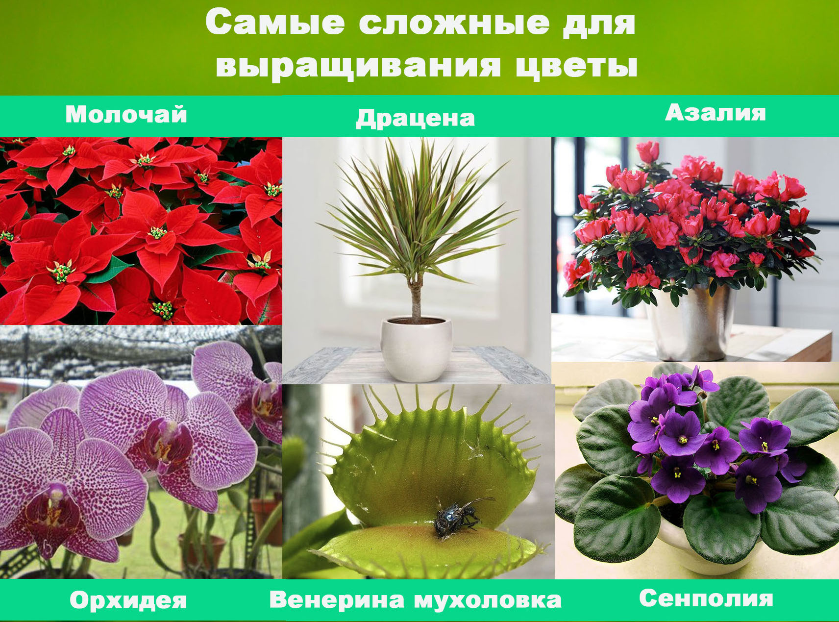 Привередливые комнатные цветущие растения