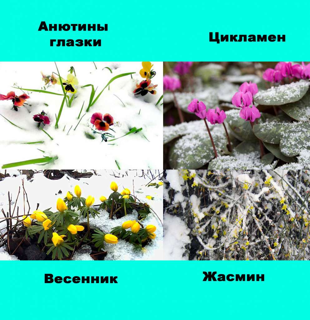 Цветы цветут зимой - 4 на одной картинке: анютины глазки, цикламен, вестник, жасмин
