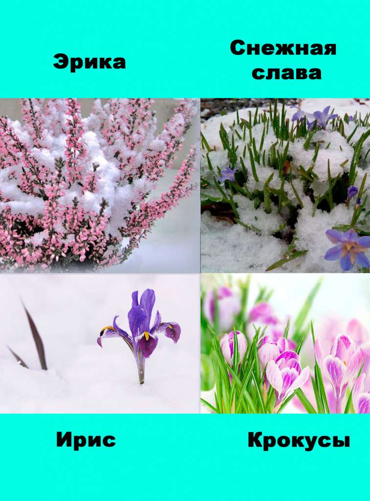 Цветы цветут зимой - 4 на одной картинке: ирис, крокус, эрика, снежная слава