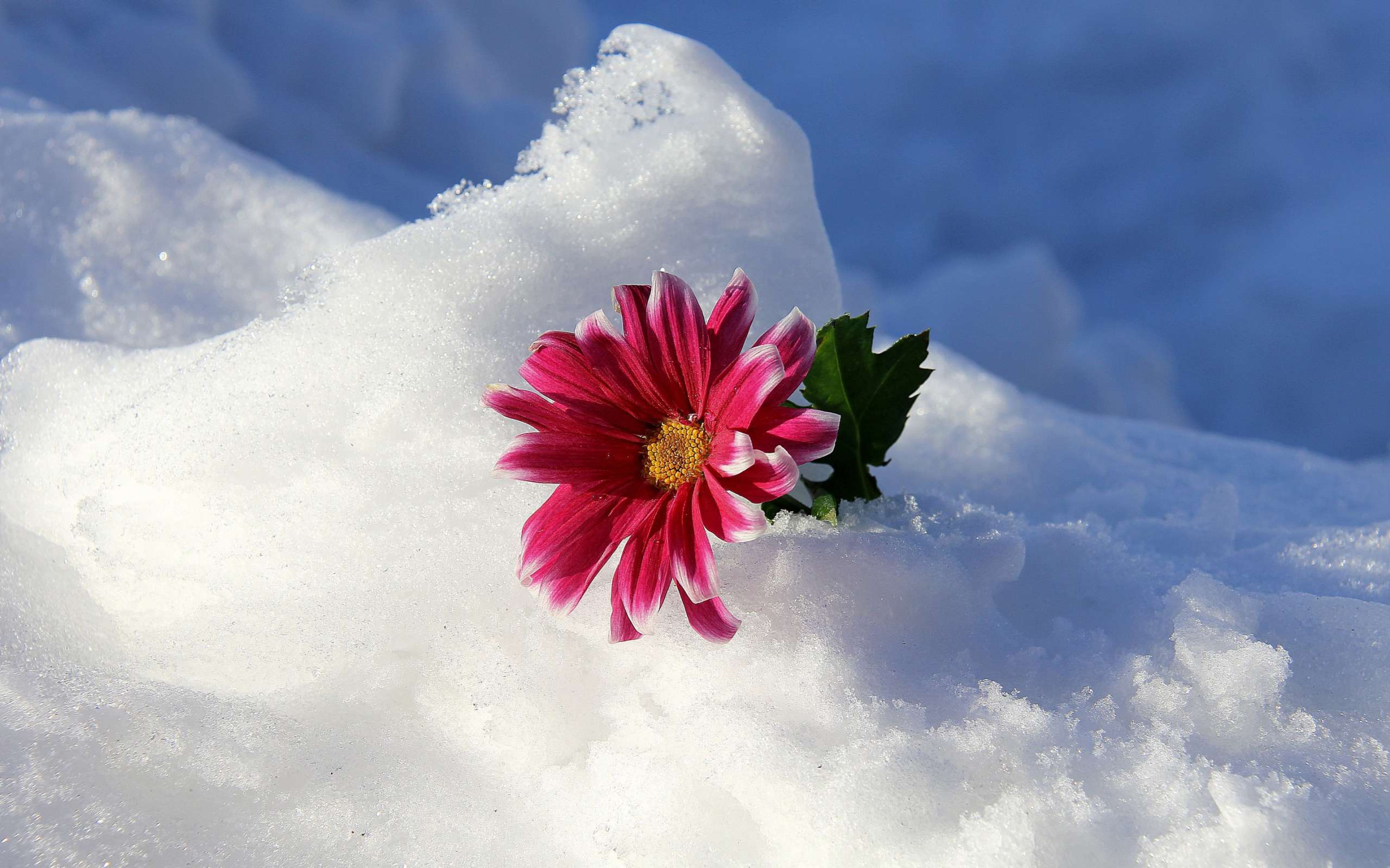 Какие цветы цветут зимой – ТОП 13 красивых.