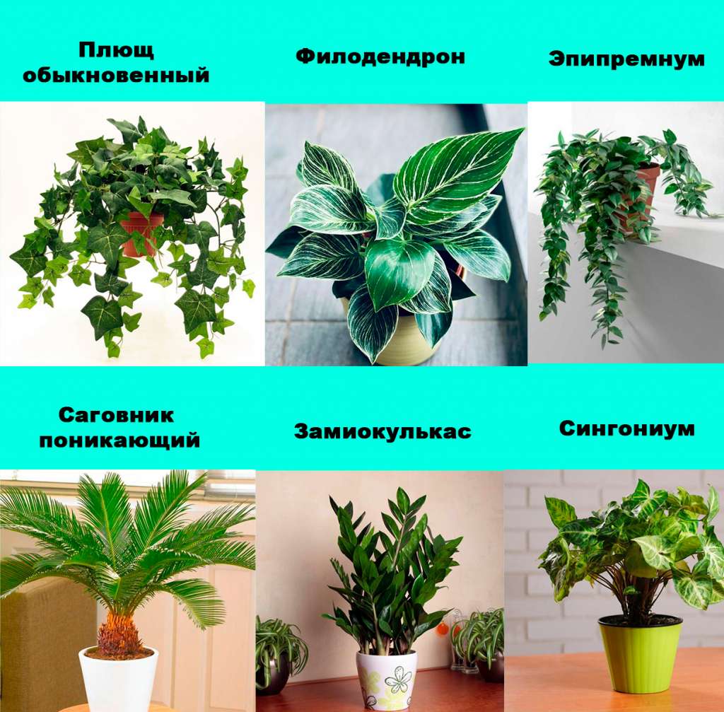 Ядовитые комнатные растения опасные для человека.