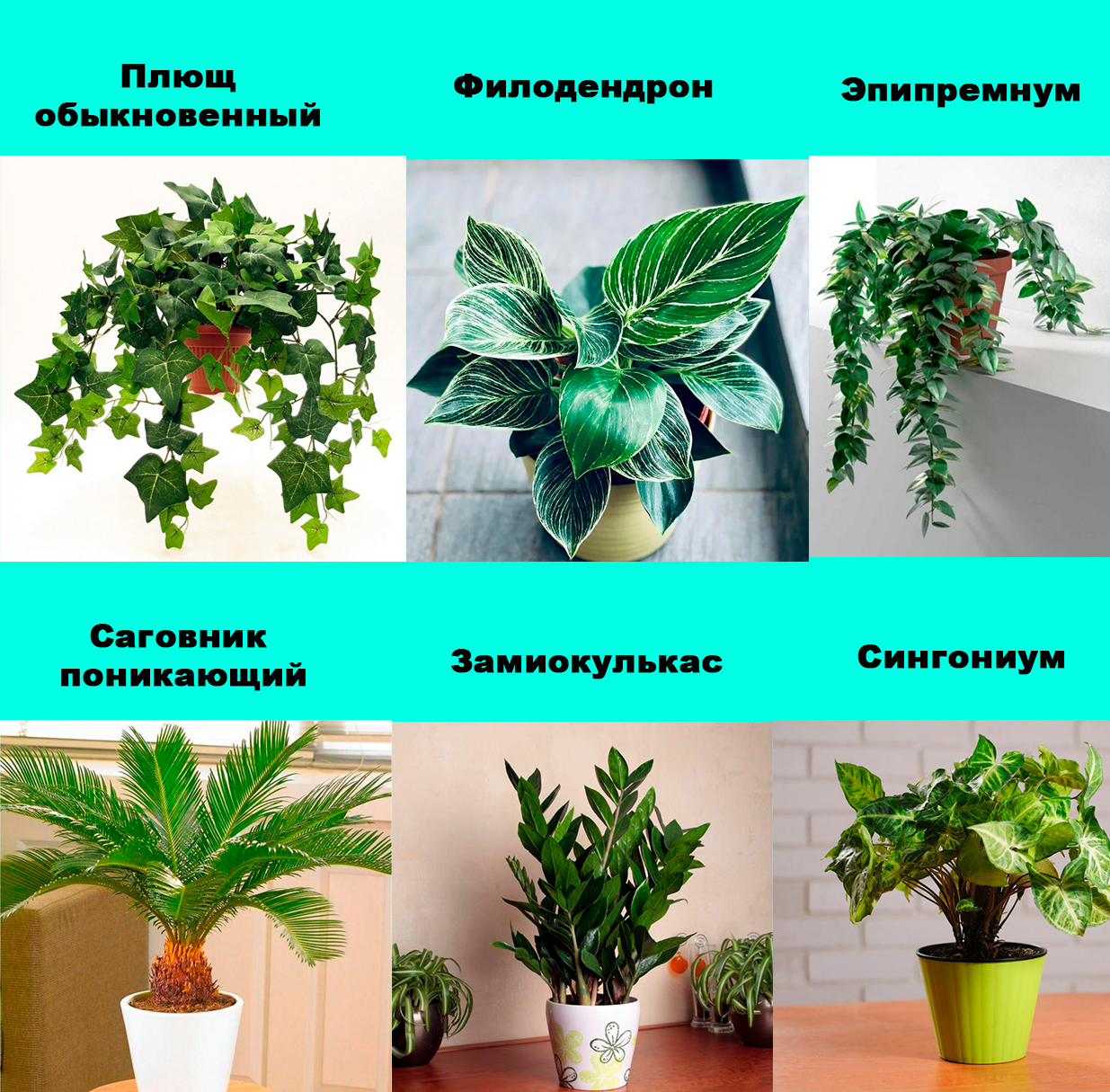 зеленые комнатные растения не цветущие фото
