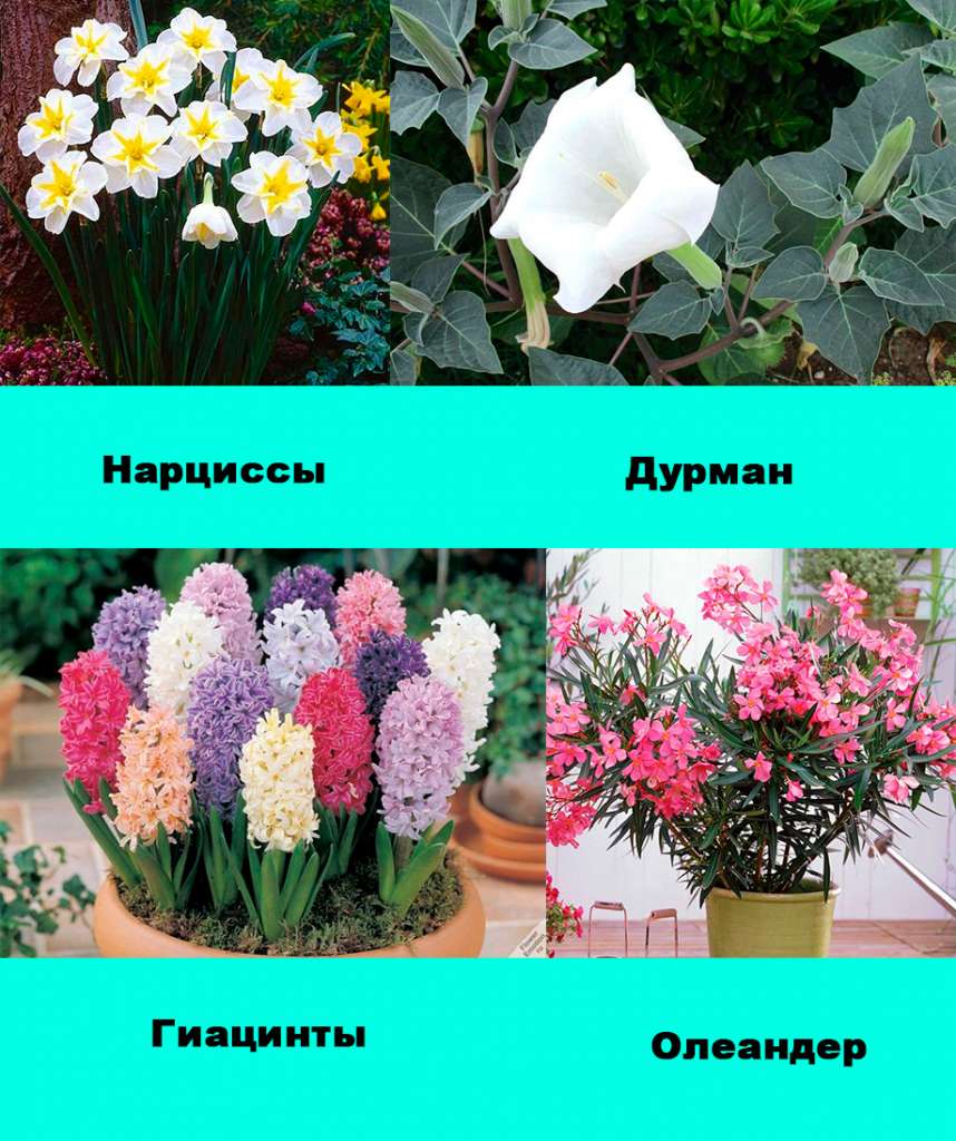 Ядовитые комнатные растения - цветы опасные для человека.
