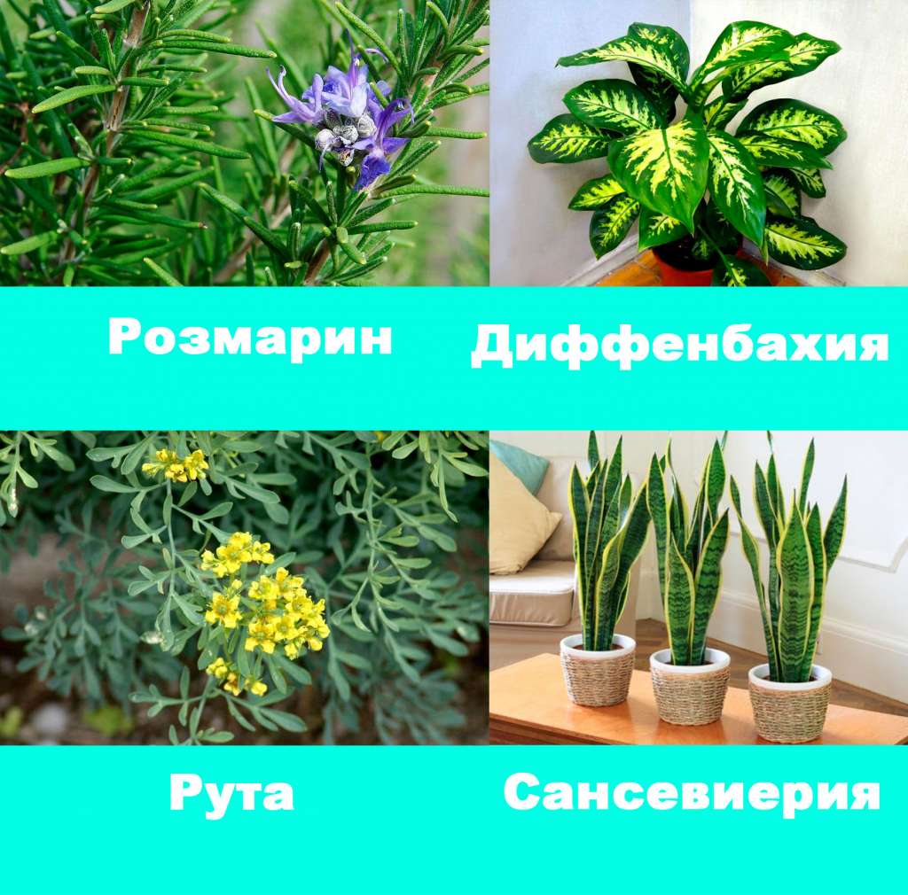 Растения от сглазаи порчи - розмарин, диффенбахия, рута, сансивиерия.