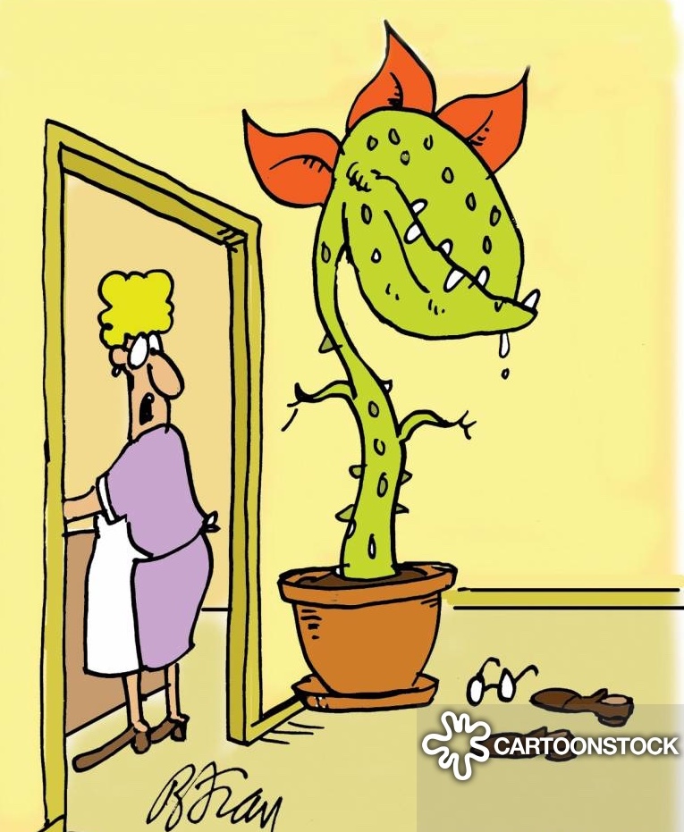 Ошибка в уходе за комнатными растениями.