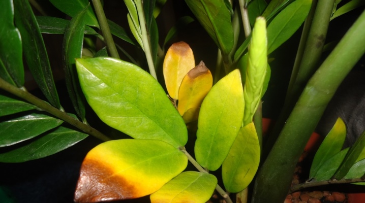Листья растения желтеют с краев, коричневые сухие края.