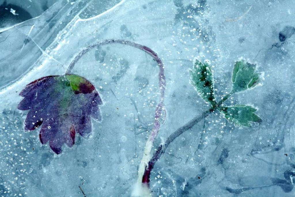 Цветок во льду - как спасти замерзшее растение?