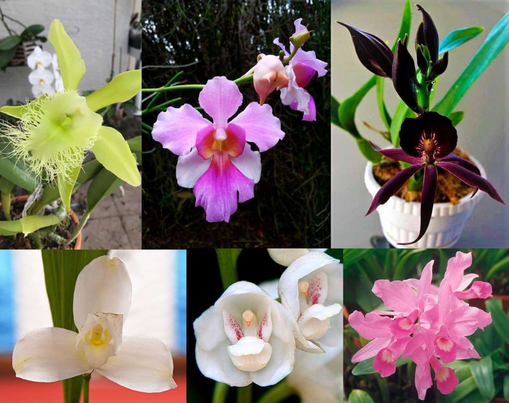 Значение орхидеи в разных странах - национальные символы.