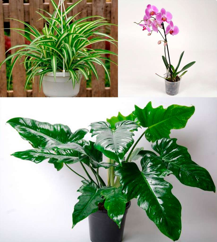 Вверху: хлорофитум и орхидея. Внизу: филодендрон - комнатные растения по фен шуй.
