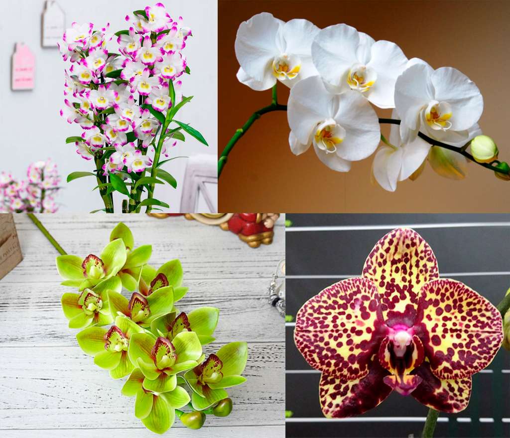 Значение орхидеи в качестве подарка - лучшие виды и цвета.