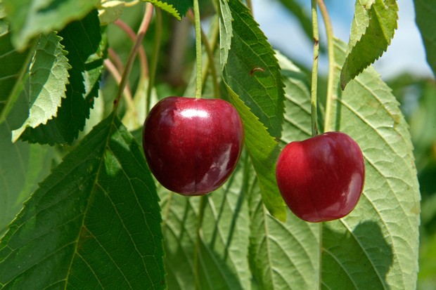 Вишня - часто ягоды растут в тени и дают хороший урожай.