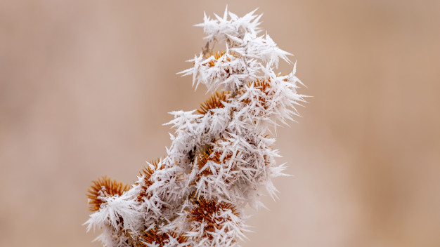 Оранжевый цветок в снегу - Как оживить замерзшее растение?