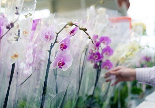 Орхидея упаковке - значение орхидеи в качестве подарка.