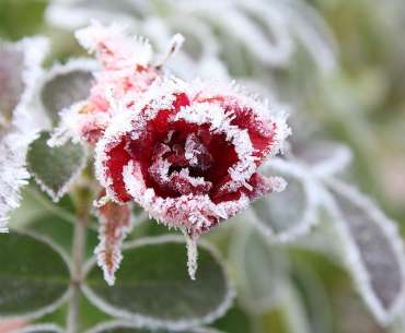 Замороженная роза - как части замерзшее растение?