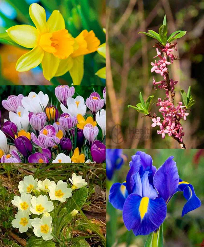 Февральские цветы цветут - Справа: Нарцисс, Крокусы, Первоцвет. Слева: Волчеягодник, Ирис.