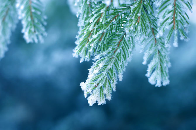 Растения под снегом, правильно их защитить. Процессы внутри растений зимой. | e-landru
