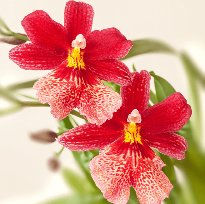 Красная орхидея. Какой водой поливать орхидею.