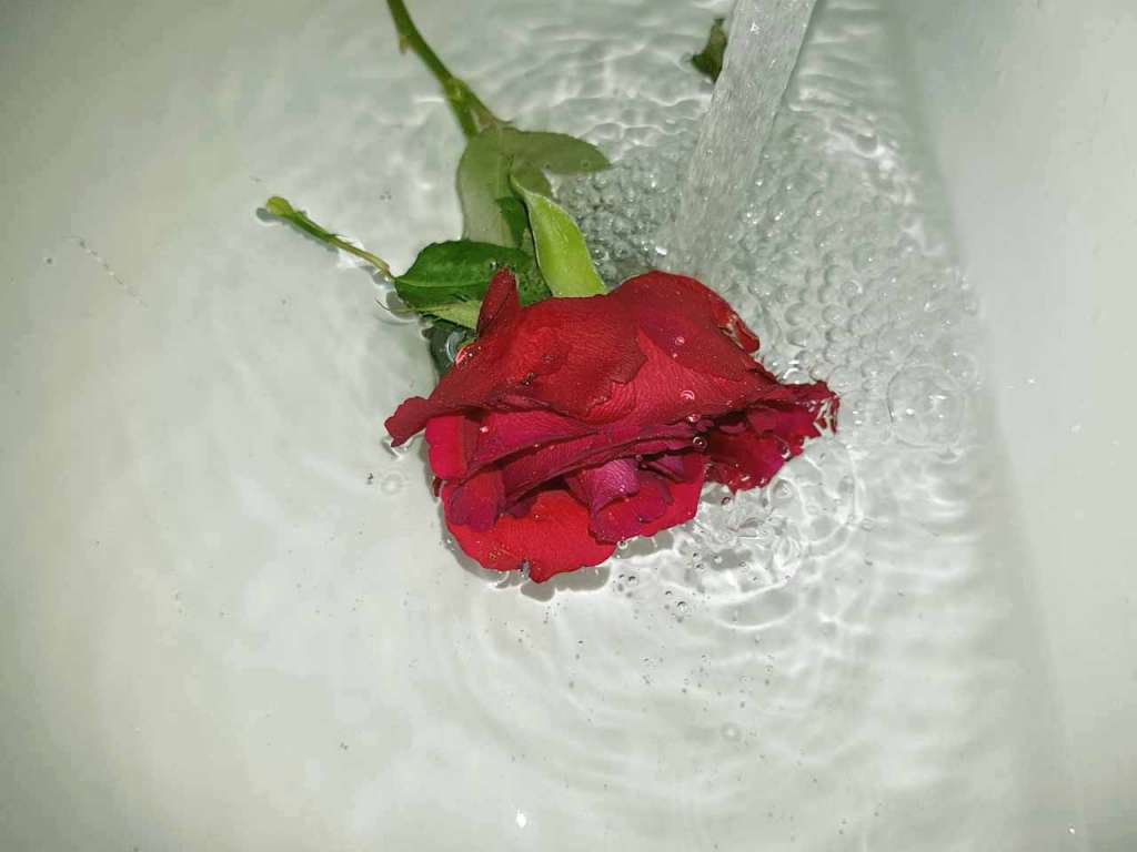 Розы в воде. Как рафинировать розы в ванне.