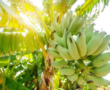 Банановое растение на солнце. Как вырастить банан в домашних условиях.