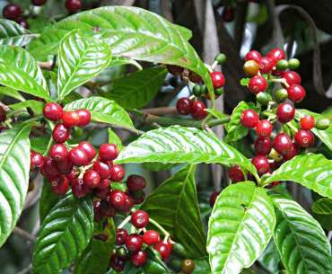 Кофейное дерево с ягодами - когда собирать кофе?